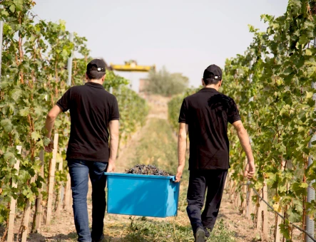 Armenia Wine factory