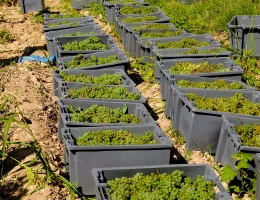 Fabbrica di vino Armenia Wine