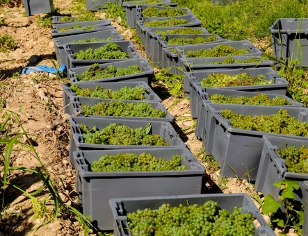 Armenia Wine factory