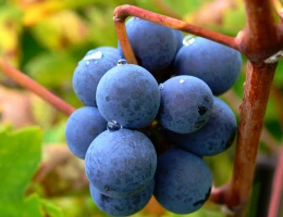 Fabbrica di vino Voskevaz