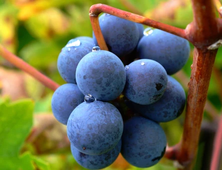 Fábrica de vino Voskevaz