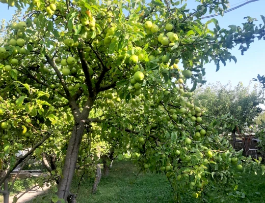 Tschirshaus (Trockenobst-Haus)