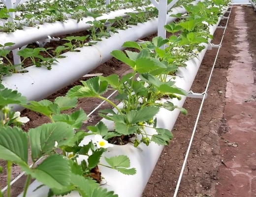 Tschirshaus (Trockenobst-Haus)