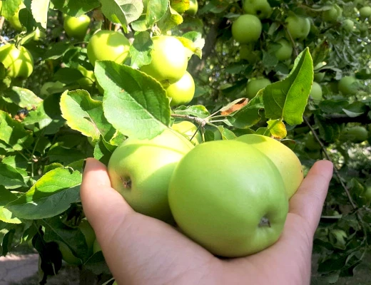 Tschirshaus (Trockenobst-Haus)