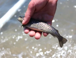 Pesca nel lago Sevan