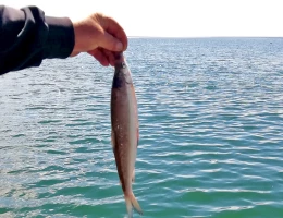 Pesca nel lago Sevan