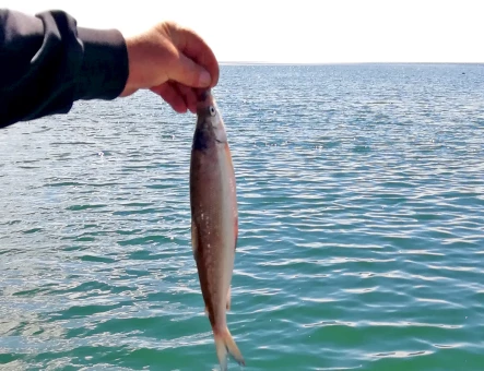 Fishing in Lake Sevan