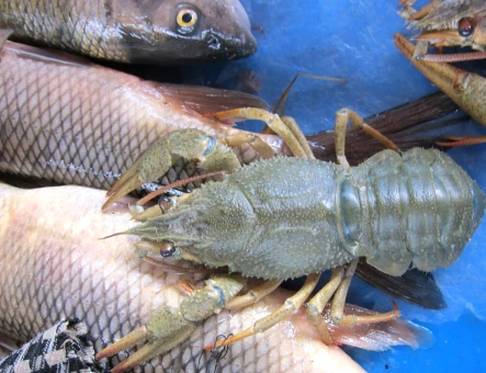 Fishing in Lake Sevan