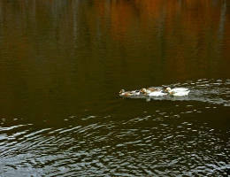 Lago Parz (Cristallo)