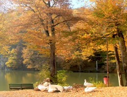 Lago Parz (Cristallo)