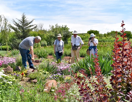 Plantation à la pépinière à Karin