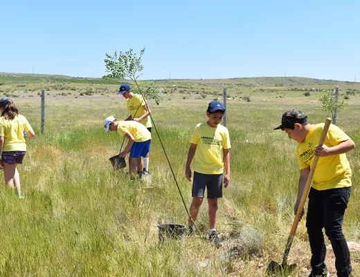Посадка деревьев в питомнике Карин