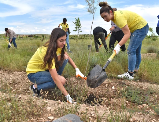 Посадка деревьев в питомнике Карин