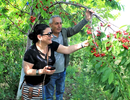 Посадка деревьев в питомнике Карин