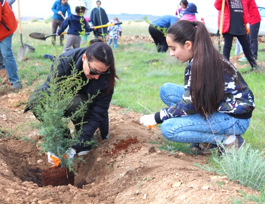 Посадка деревьев в питомнике Карин