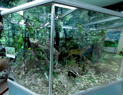 Staatliches Naturmuseum von Armenien