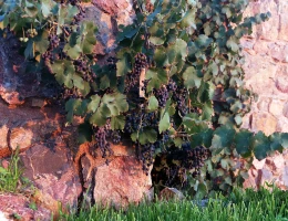 Fabbrica di vino e brandy Tushpa