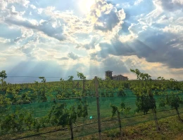 Fabbrica di vino Van Ardi