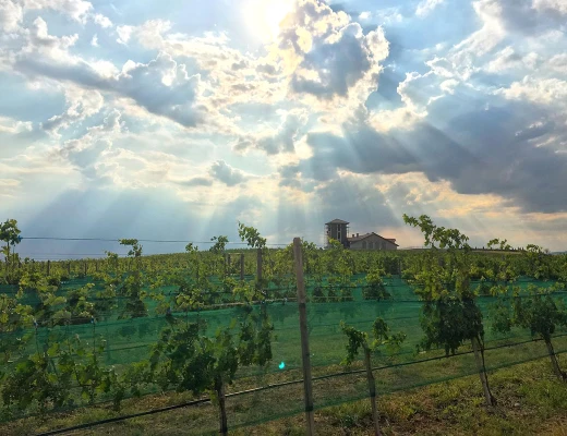 Винный завод Ван Арди