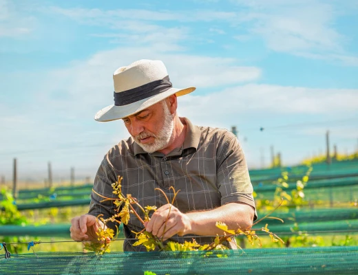 Винный завод Ван Арди