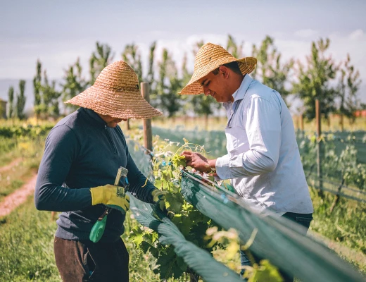Винный завод Ван Арди