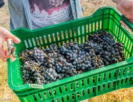 Fabbrica di vino Van Ardi