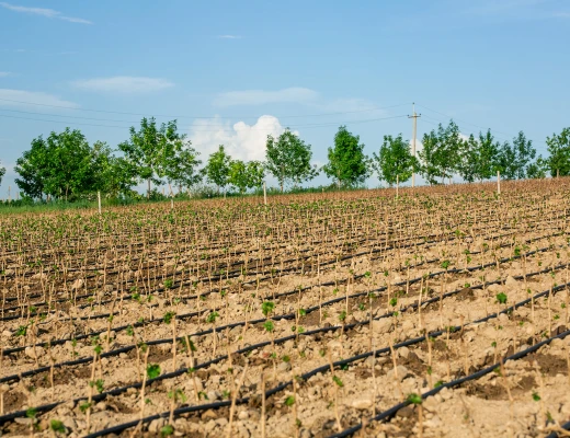 Винный завод Ван Арди