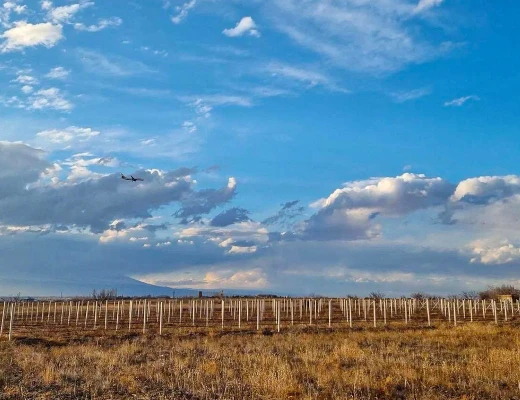 Ալլուրիա գինու գործարան