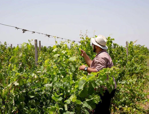Ալլուրիա գինու գործարան