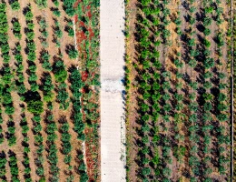 Fabbrica di frutta secca e eco-snack Areghi