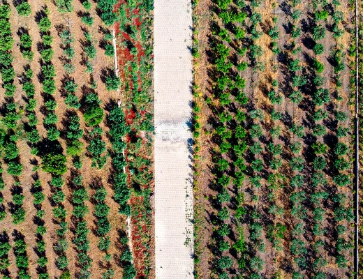 Trockenobst- und Öko-Snack-Fabrik Aregi