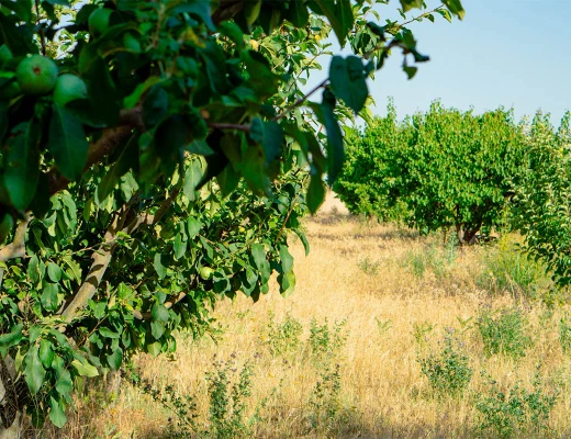 Trockenobst- und Öko-Snack-Fabrik Aregi