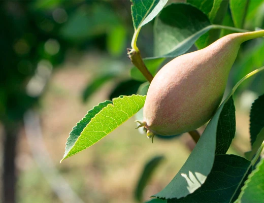 Trockenobst- und Öko-Snack-Fabrik Aregi