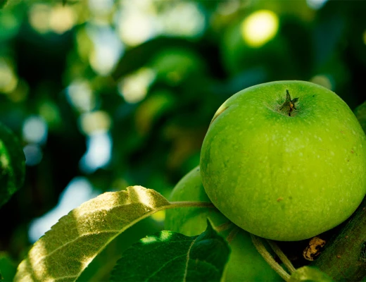 Trockenobst- und Öko-Snack-Fabrik Aregi