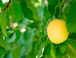 Fabbrica di frutta secca e eco-snack Areghi