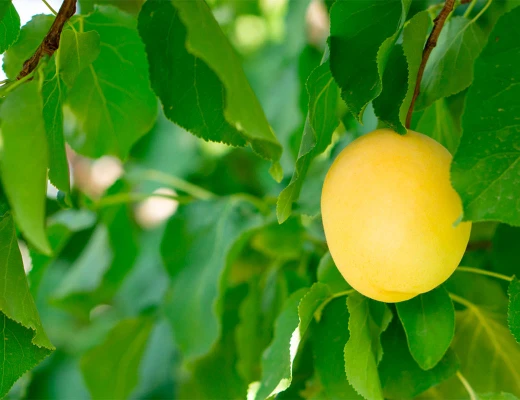 Trockenobst- und Öko-Snack-Fabrik Aregi