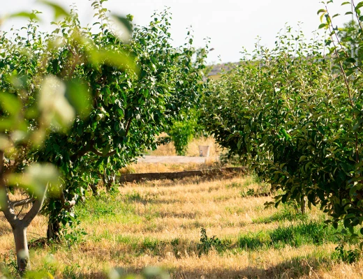 Trockenobst- und Öko-Snack-Fabrik Aregi