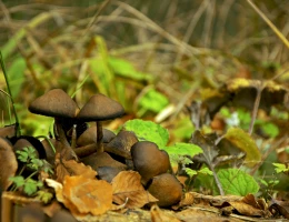 Wanderung vom Parssee zum Kloster Goschawank