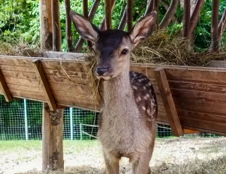 Parc des cerfs