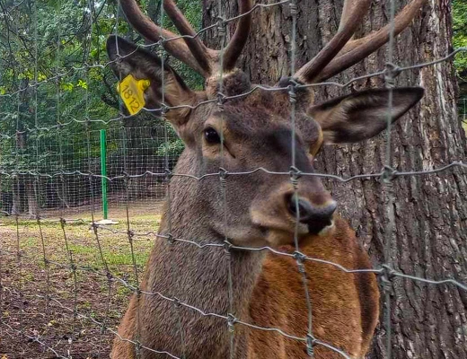 Parque de ciervos