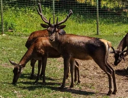 Parco dei cervi