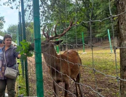 Parco dei cervi