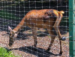 Parco dei cervi