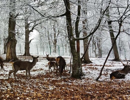 Parque de ciervos