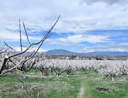 Винный завод Манукян
