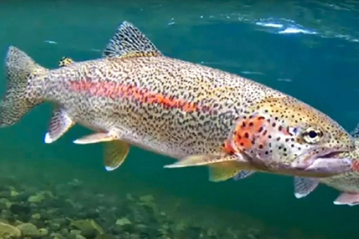 Lake Sevan Guide: Beaches, Sevanavank, Routes, Food & Hotels: Ishkhan – the famous trout of Lake Sevan