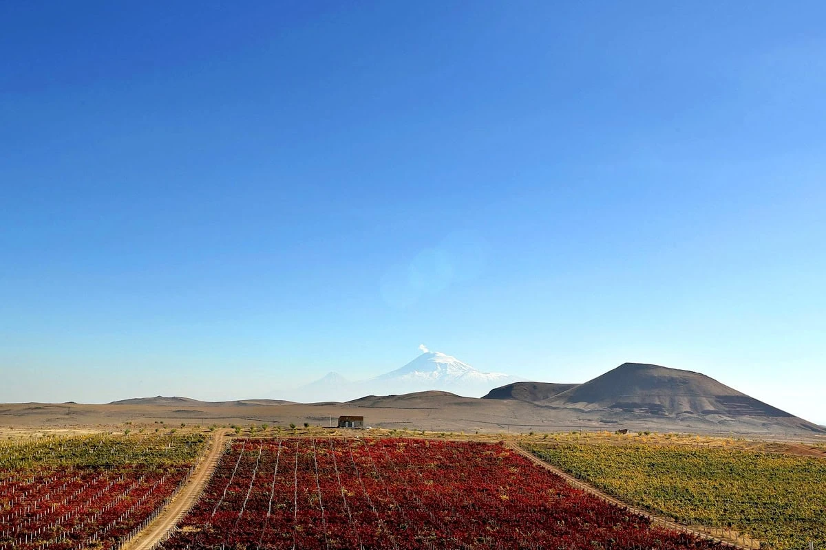Armenia Ecotourism: Your Guide to Farms, Vineyards & Villages: Autumn vineyards against the backdrop of Mount Ararat