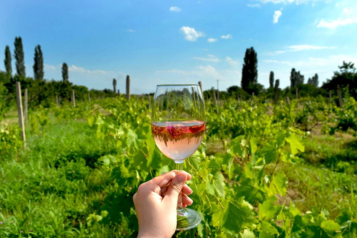 Ecoturismo in Armenia: la tua guida a fattorie, vigneti e villaggi: Degustando un bicchiere di vino locale nei soleggiati vigneti dell'Armenia