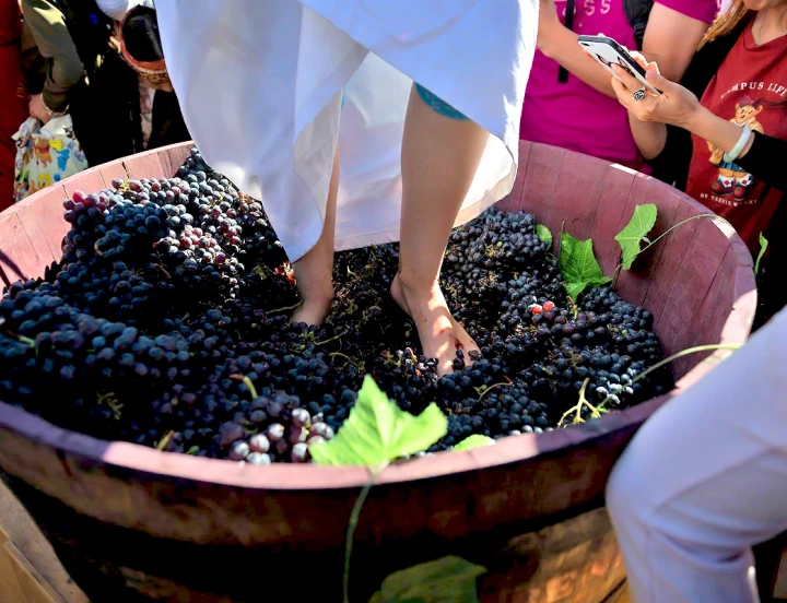 Festival de Vino Arení