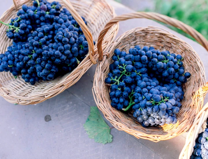 Festival de Vino Arení